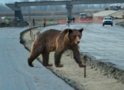 Medvedi rumunski, pare i putevi – evropski 